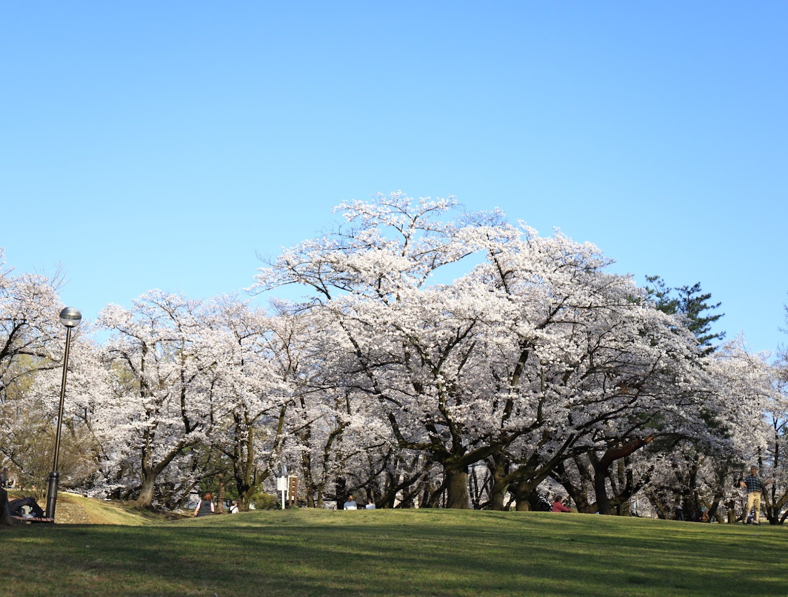 埼玉県営狭山稲荷山公園